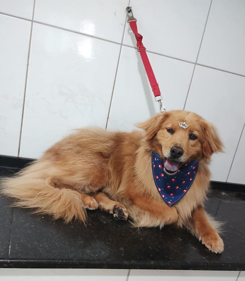 Consultório veterinário